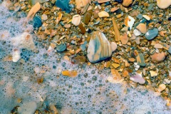 Colorful bits of Coquina shells in the surf.