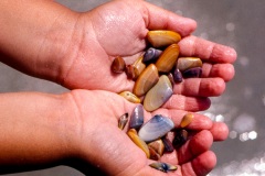 Tiny colorful Coquina Clams.