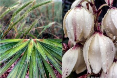 Local flora in the rain.