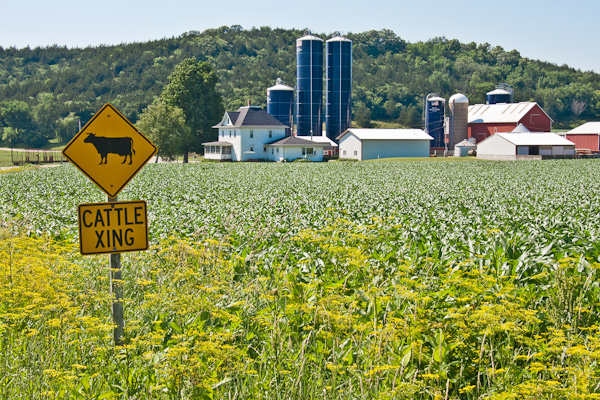 Dairy Farm Near Black Earth, Wisconsin (June 26, 2011)