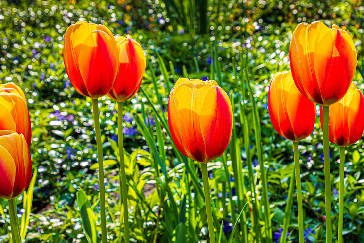 Tulips in the Spring